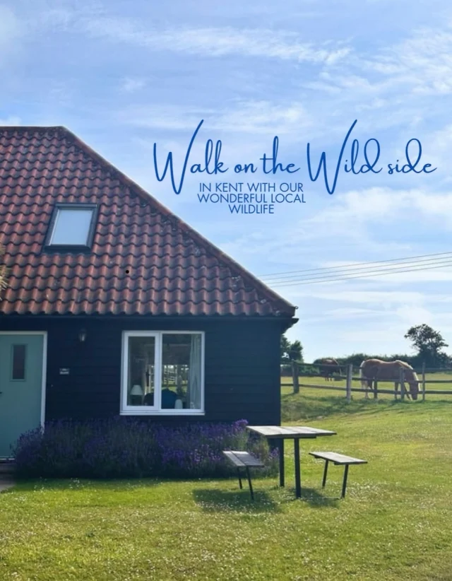Today is World Wildlife Day, and here in Kent, that feels beautifully close to home.

From shoreline encounters to woodland wanderings, our corner of the coast is alive in ways that are easy to overlook when we rush past. The wild is here…sometimes dramatic, sometimes subtle…but always deserving of space and respect.

So today feels like a good reminder:
Enjoy it. Don’t touch it.
Observe it. Protect it. Share it responsibly.
Overall, marvel at its marvellous.

If you’re curious about the wildlife that calls our coastline home, take a moment to scroll through the carousel for just a little of what you can see when you visit us. 

@betteshangerparks @sandwichbirdobs 
#worldwildlifeday #kentwildlife #natureescape #whitecliffscountry #wildkent