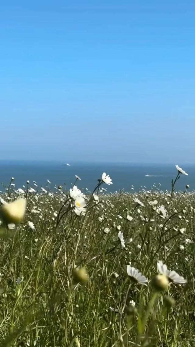 Sometimes the colour we need most is green 🌿

Garden paths. 
Countryside fields. 
Quiet corners. 
Windows open to birdsong.
The distant sound of the sea.

At our cottages, and their fabulous locations, calm comes naturally.
A little slower. 
A little quieter.
A little rest, recharge and rejuvenation…A Foreland way to spend the day.

Discover your favourite via the link in bio.

#greenisthecolour #gardenofengland #whitecliffscountry #kent #kentcoast
