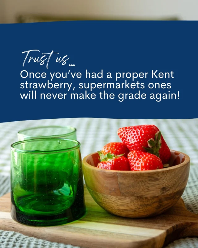 National Strawberry Day feels like the perfect excuse to celebrate one of Kent’s sweetest pleasures…A proper Kent strawberry, freshly picked, sun-warmed, and eaten within minutes (delicious!!).

One of our favourite Foreland Local Loves is Felderland Farm, where an hour of strawberry picking turns into one of those unexpectedly lovely Spring moments…finished, ideally, with a cup of tea in the sunshine.

Take them back for breakfast in bed, pack them for the beach, or simply eat half the punnet before you get back to the car (we won’t judge).

#kentstaycation  #visitkent #gardenofengland #foodiekent #strawberrypicking